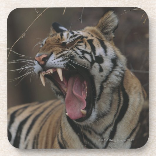 Tiger gähnendes CUB Untersetzer (Vorderseite)