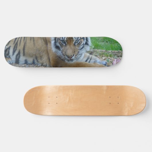 Tiger Gaze Skateboard (Horizontal)