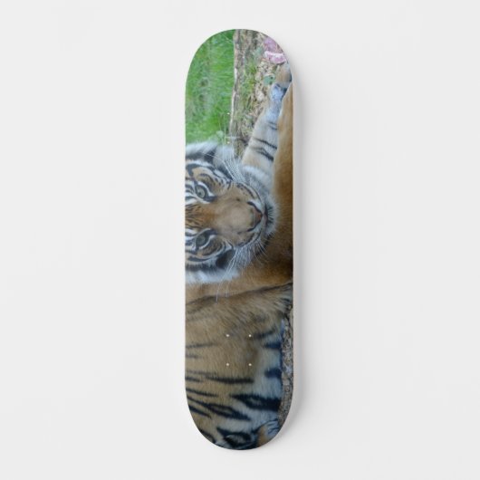Tiger Gaze Skateboard (Vorderseite)