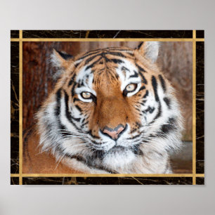 Tiger-Gesicht-Foto-Bild-Druck-Plakat Poster
