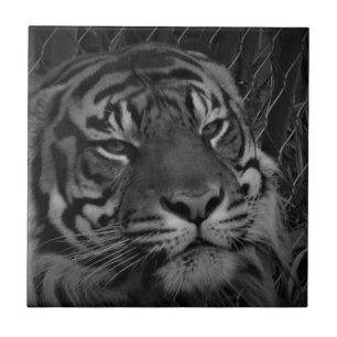 Tiger-Gesicht Kleines Foto Fliese