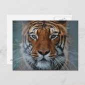 Tiger-Gesichts-Postkarte Postkarte (Vorne/Hinten)