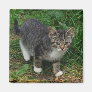 Tiger-gestreifter Kätzchen-Magnet Magnet