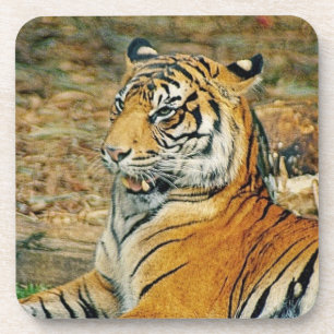 Tiger Getränkeuntersetzer