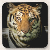 Tiger Getränkeuntersetzer (Vorderseite)