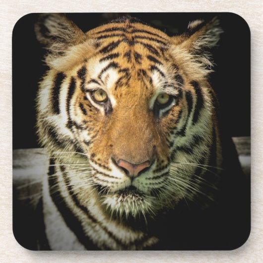 Tiger Getränkeuntersetzer (Vorderseite)