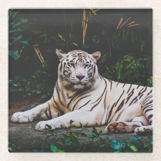 Tiger Glasuntersetzer (Vorderseite)