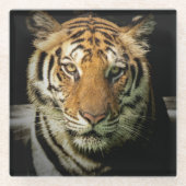 Tiger Glasuntersetzer (Vorderseite)
