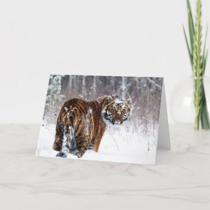 Tiger Greeting Card Karte