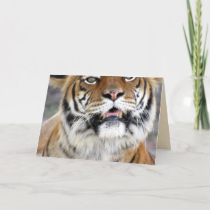 Tiger Greeting Card Karte