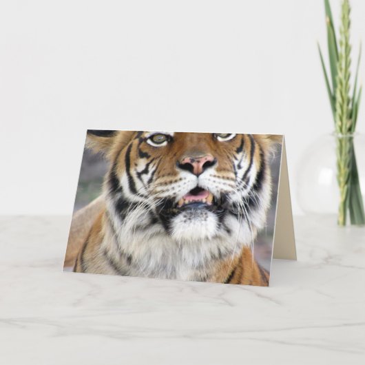 Tiger Greeting Card Karte (Vorderseite)