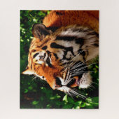 Tiger-große Katzen Puzzle (Vertikal)