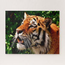 Tiger-große Katzen