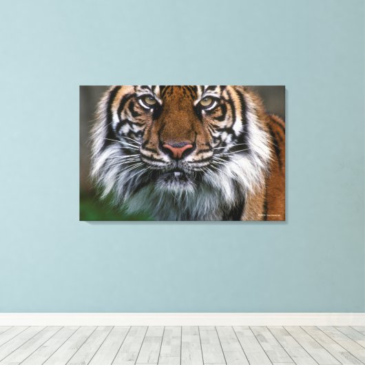 Tiger Head and Face Leinwanddruck (Insitu (Holzboden))