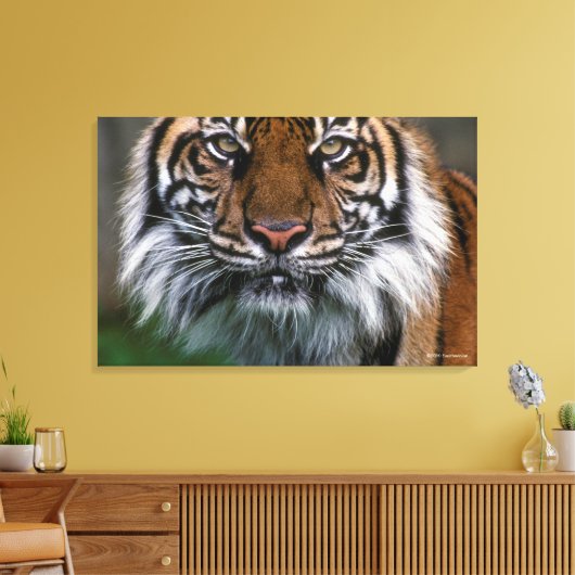 Tiger Head and Face Leinwanddruck (Insitu (Wohnzimmer))