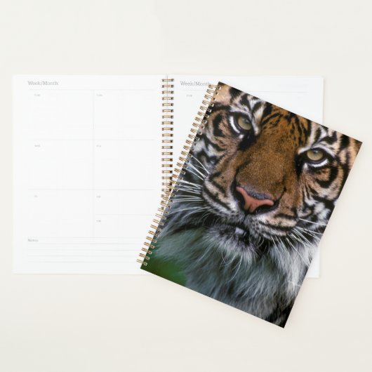 Tiger Head and Face Planer (Anzeige)