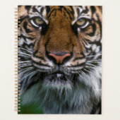 Tiger Head and Face Planer (Vorderseite)