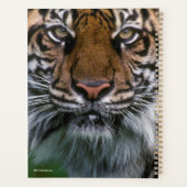 Tiger Head and Face Planer (Rückseite)