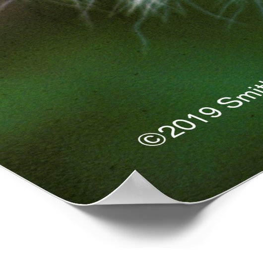 Tiger Head and Face Poster (Ecke)