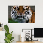 Tiger Head and Face Poster (Heimbüro)