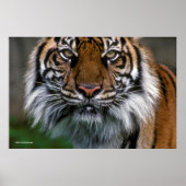 Tiger Head and Face Poster (Vorne)