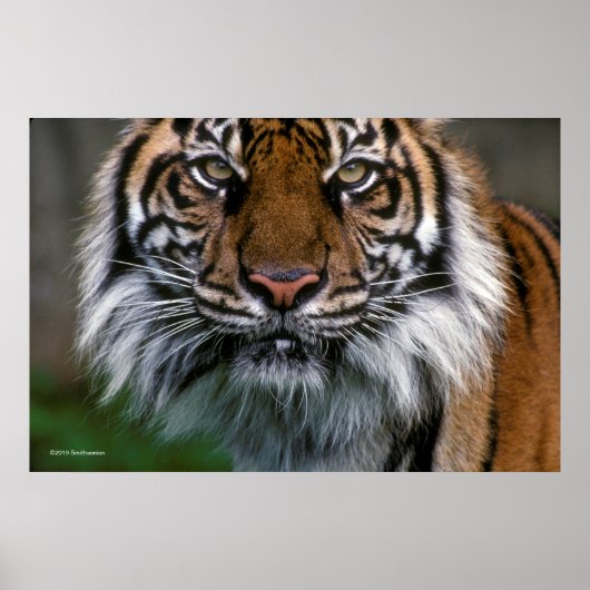 Tiger Head and Face Poster (Vorne)