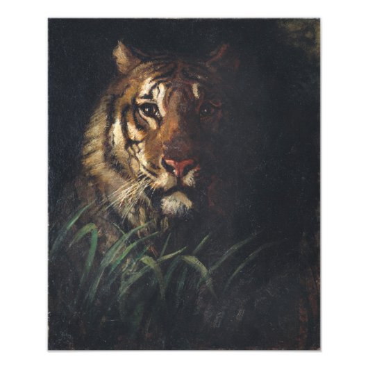 Tiger Head von Abbott Handerson Thayer Fotodruck (Vorne)