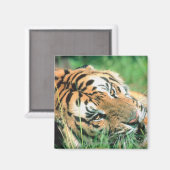 Tiger im Gras liegen Magnet (Vorderseite/Rückseite)