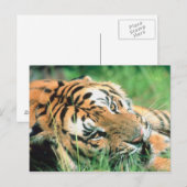 Tiger im Gras liegen Postkarte (Vorne/Hinten)
