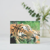 Tiger im Gras liegen Postkarte (Stehend Vorderseite)