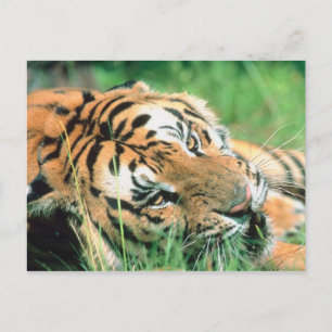 Tiger im Gras liegen Postkarte