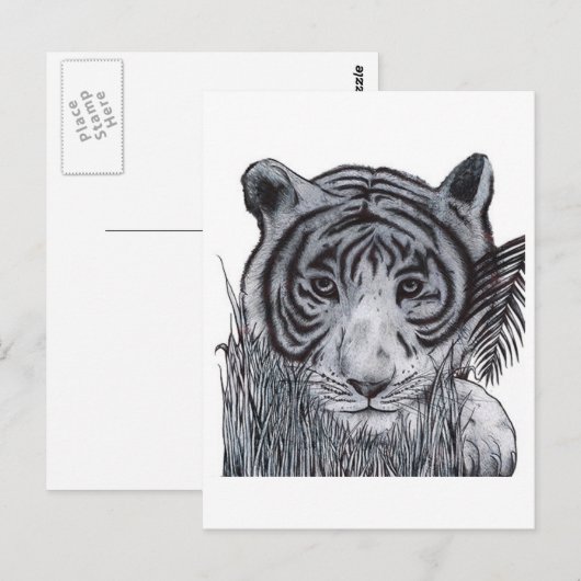 Tiger im Gras Postkarte (Vorne/Hinten)