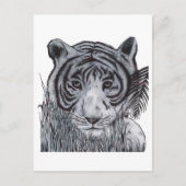 Tiger im Gras Postkarte (Vorderseite)