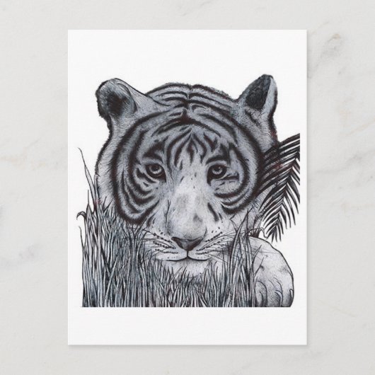 Tiger im Gras Postkarte (Vorderseite)