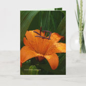 Tiger im Grün Karte (Vorderseite)