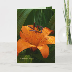 Tiger im Grün Karte