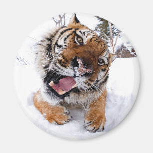 Tiger im Schnee Magnet