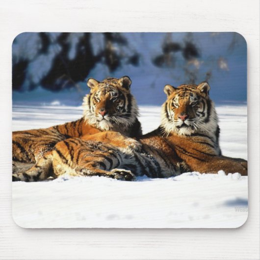Tiger im Schnee Mousepad (Vorne)