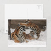 Tiger im Schnee Postkarte (Vorne/Hinten)