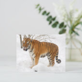 Tiger im Schnee Postkarte (Stehend Vorderseite)