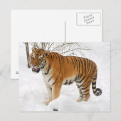 Tiger im Schnee Postkarte (Vorne/Hinten)