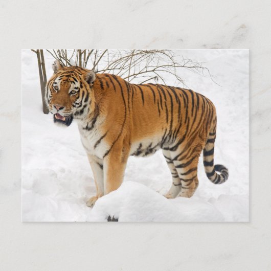 Tiger im Schnee Postkarte (Vorderseite)