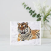 Tiger im Schnee Postkarte (Stehend Vorderseite)