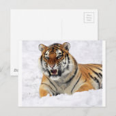 Tiger im Schnee Postkarte (Vorne/Hinten)