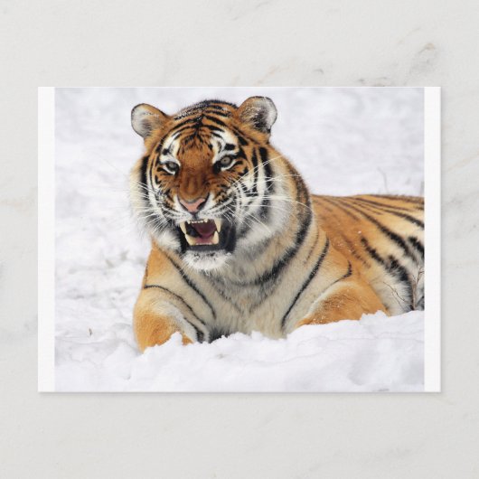 Tiger im Schnee Postkarte (Vorderseite)