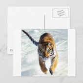 Tiger im Schnee Postkarte (Vorne/Hinten)