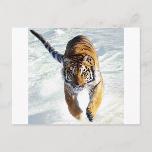 Tiger im Schnee Postkarte (Vorderseite)