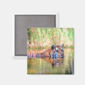 Tiger im See Magnet (Vorderseite/Rückseite)