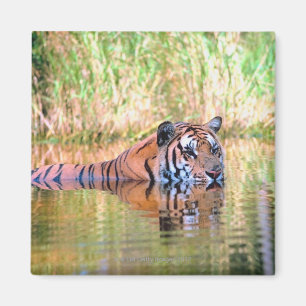 Tiger im See Magnet