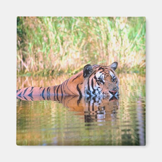 Tiger im See Magnet (Vorne)